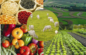 Logística para Agronegocios