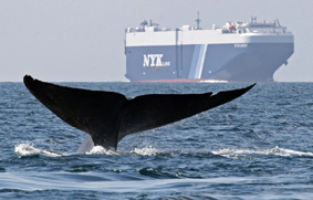 Car Carriers