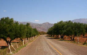 CATAMARCA olivos