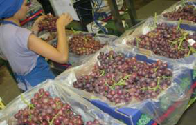 Envasado de uva fresca