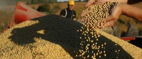 La Argentina exporta más aceite de soja a China e India que Brasil