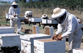 apicultores