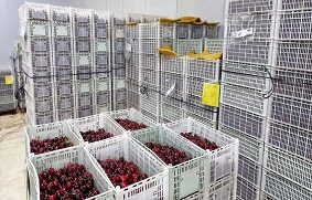Exportación de cerezas 