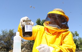 controles del senasa apicultura