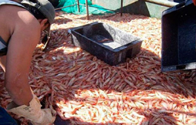 langostinos